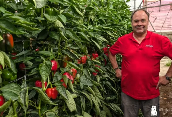 El pimiento Tygranes nace en la finca del agricultor Luis Pérez