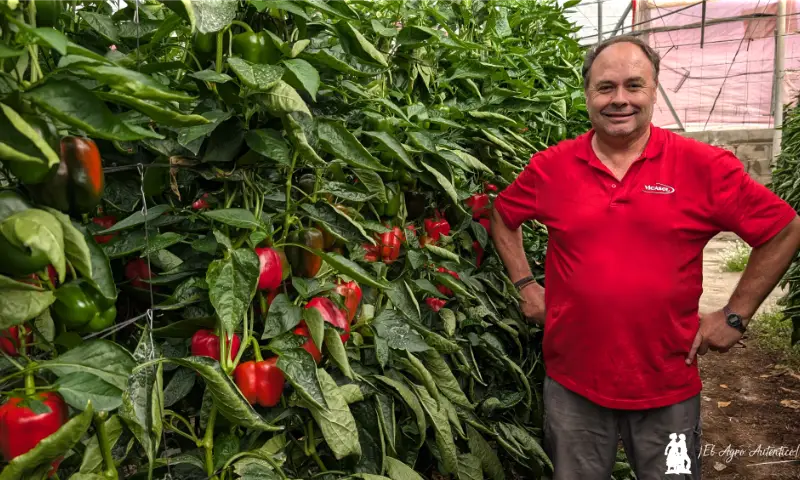 El pimiento Tygranes nace en la finca del agricultor Luis Pérez