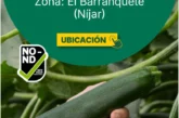 Día 15 de octubre. Jornada de calabacín Vamana de HM.Clause