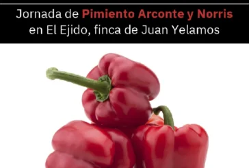 Día 27 de octubre. Jornada de pimiento de Arconte y Norris de Syngenta