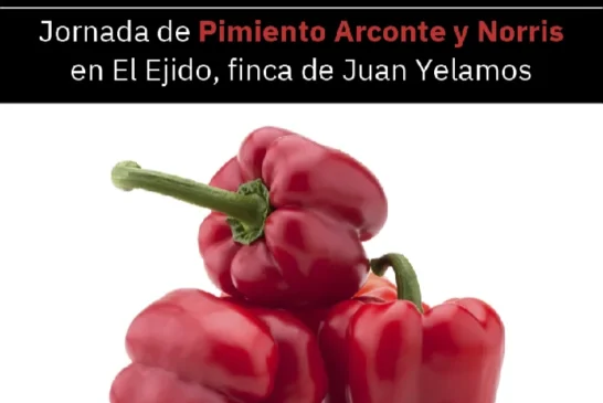 Día 27 de octubre. Jornada de pimiento de Arconte y Norris de Syngenta