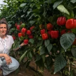 Leticia Maeso con la nueva variedad de pimiento Legolas / agroautentico.com