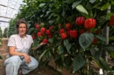 Vilmorin-Mikado estrena las jornadas de campo con Legolas como novedad