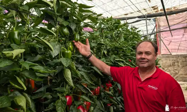 Luis Pérez muestra las copas del pimiento Tygranes de Syngenta / agroautentico.com