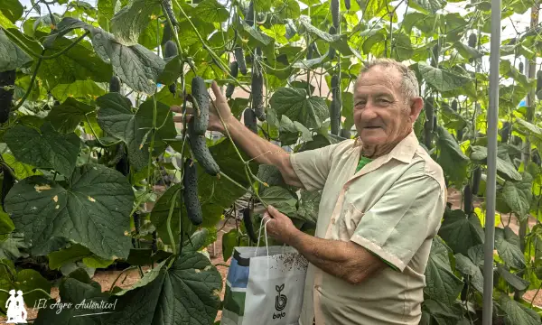 Manuel Jiménez, productor de Pombal, con esta otra nueva variedad de pepino francés / agroautentico.com