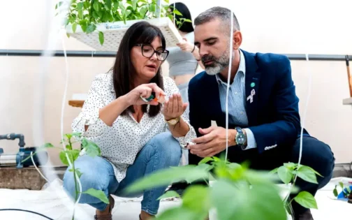 María Martín muestra a Ramón Fernández-Pacheco insectos auxiliares en un cultivo de pimiento con control biológico / agroautentico.com
