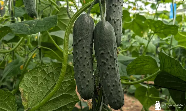 Nuevo pepino francés de Bejo para ciclos de calor / agroautentico.com