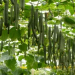 El pepino holandés Jarama de CapGen se consolida en el campo almeriense 2