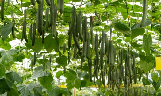 El pepino holandés Jarama de CapGen se consolida en el campo almeriense 2