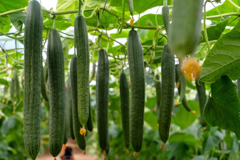El pepino holandés Jarama de CapGen se consolida en el campo almeriense