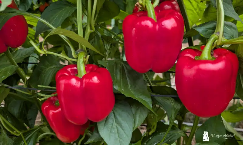 Pimiento Legolas en Berja / agroautentico.com