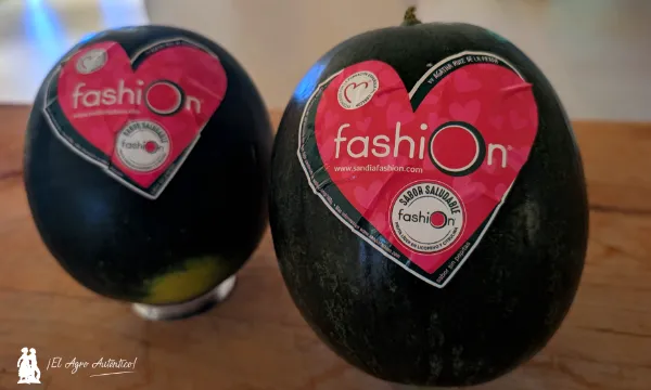 Sandía Fashion de pequeño calibre / agroautentico.com