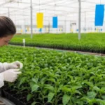 Semilleros Forum abordará en El Ejido la sanidad de la plántula desde su nacimiento