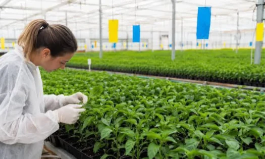 Semilleros Forum abordará en El Ejido la sanidad de la plántula desde su nacimiento