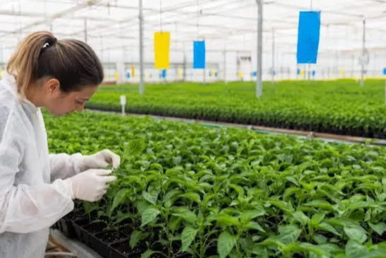 Semilleros Forum abordará en El Ejido la sanidad de la plántula desde su nacimiento