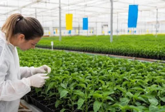 Semilleros Forum abordará en El Ejido la sanidad de la plántula desde su nacimiento