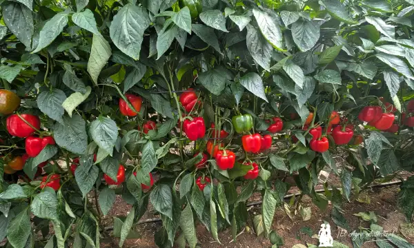 Variedad de pimiento california rojo Legolas / agroautentico.com
