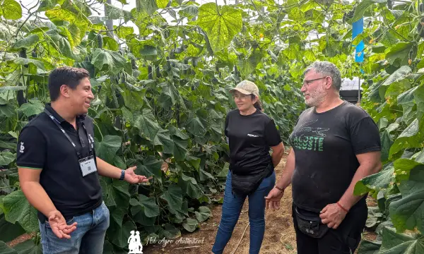 Yorking Antonio Vera mostrando la nueva variedad a dos productores almerienses de pepino / agroautentico.com