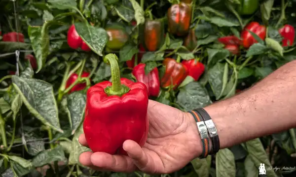 pimiento Tygranes de Syngenta / agroautentico.com