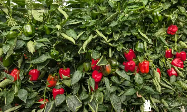 pimiento california Tygranes de Syngenta / agroautentico.com